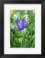 Framed Purple Siberian Iris