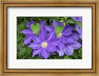 Framed Purple Clematis 2