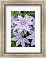 Framed Nelly Moser, Clematis