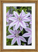 Framed Nelly Moser, Clematis