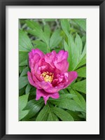 Framed Pink Peony