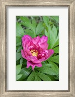 Framed Pink Peony