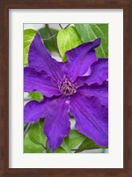 Framed Purple Clematis 1