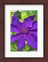 Framed Purple Clematis 1