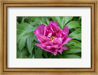 Framed Pink Peony