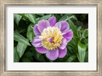 Framed Pink And Pale Yellow Peony