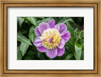 Framed Pink And Pale Yellow Peony
