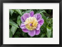 Framed Pink And Pale Yellow Peony