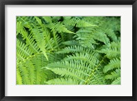 Framed Green Fern