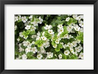 Framed White Bacopa