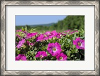 Framed Pink Petunias, New England
