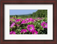 Framed Pink Petunias, New England