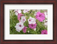 Framed Pink And White Petunias
