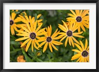 Framed African Daisy