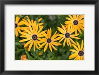 Framed African Daisy