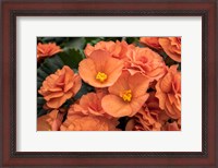 Framed Orange Tuberous Begonia