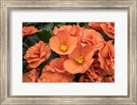 Framed Orange Tuberous Begonia