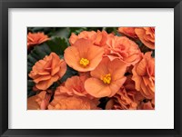 Framed Orange Tuberous Begonia