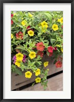 Framed Yellow And Red Million Bells