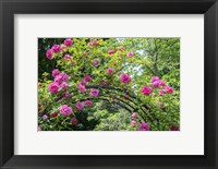 Framed Arbor Of Pink Roses