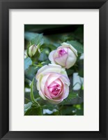 Framed Pink Pierre De Rosard, Eden, Heirloom Roses