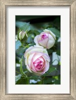 Framed Pink Pierre De Rosard, Eden, Heirloom Roses