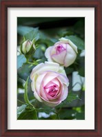 Framed Pink Pierre De Rosard, Eden, Heirloom Roses