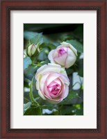 Framed Pink Pierre De Rosard, Eden, Heirloom Roses