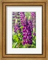 Framed Purple Lupine