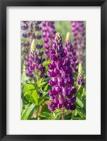 Framed Purple Lupine