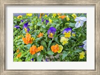 Framed Pansies With Morning Dew