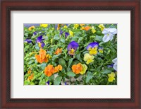 Framed Pansies With Morning Dew