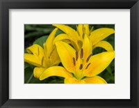 Framed Yellow Daylily