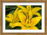 Framed Yellow Daylily