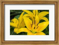 Framed Yellow Daylily