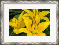 Framed Yellow Daylily