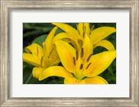 Framed Yellow Daylily