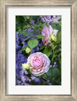 Framed Pink Pierre De Rosard, Eden, Heirloom Roses