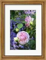 Framed Pink Pierre De Rosard, Eden, Heirloom Roses