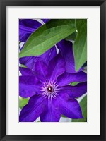 Framed Purple Clematis