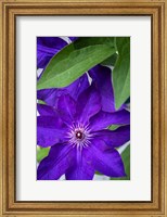 Framed Purple Clematis