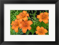 Framed Orange Tiger Lily