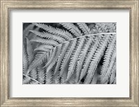 Framed Fern