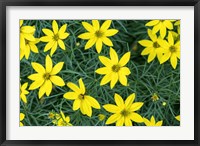 Framed Coreopsis