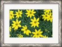 Framed Coreopsis