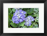 Framed Purple Mophead Hydrangea