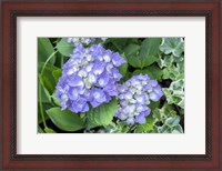 Framed Purple Mophead Hydrangea