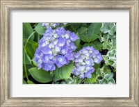 Framed Purple Mophead Hydrangea