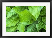 Framed Hosta Plant