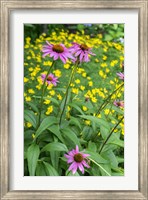 Framed Purple Coneflower